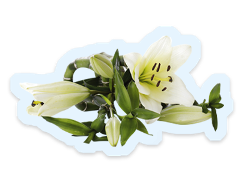 Death benefits 2 A bunch of white lillies